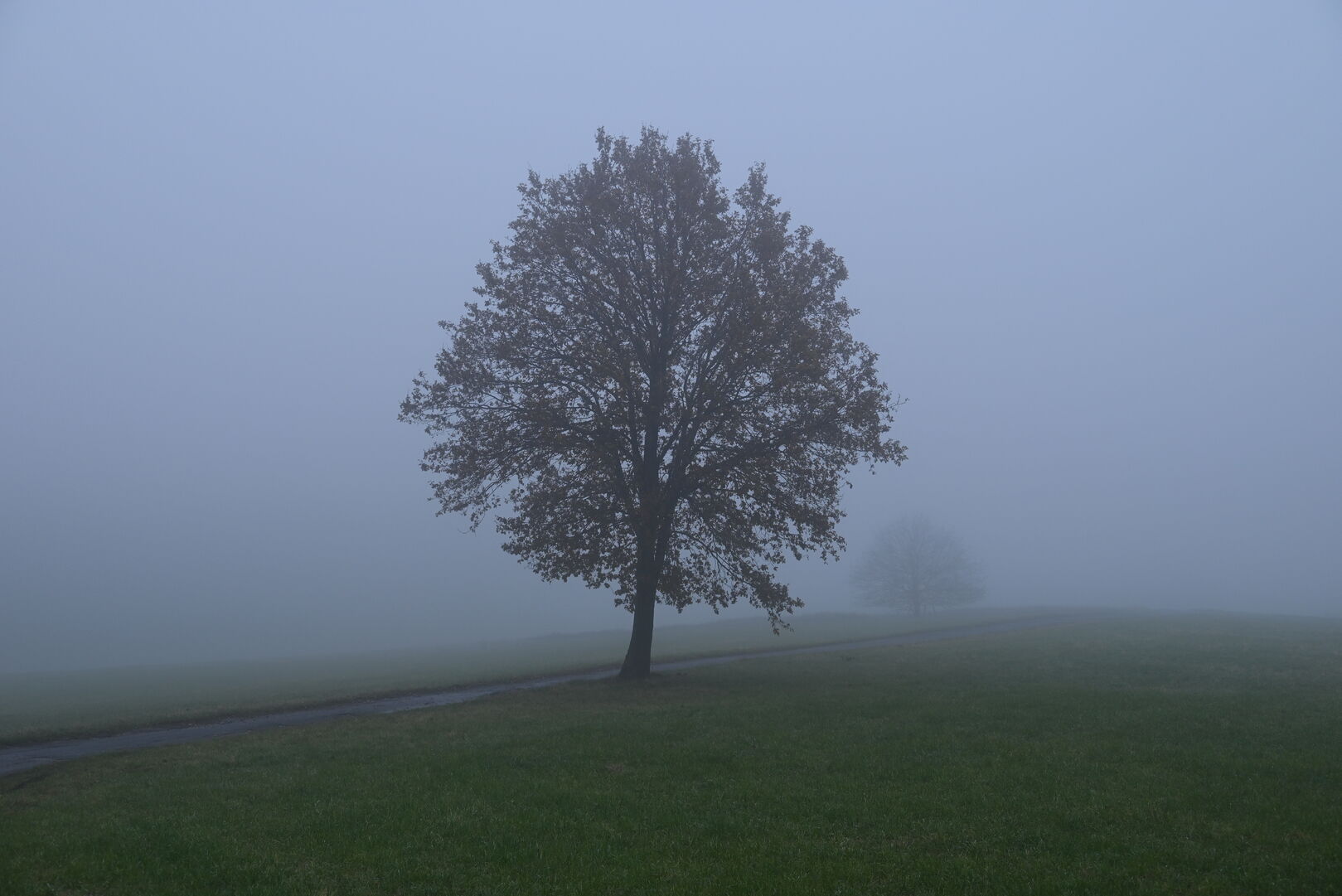 Bäume im Novembernebel
