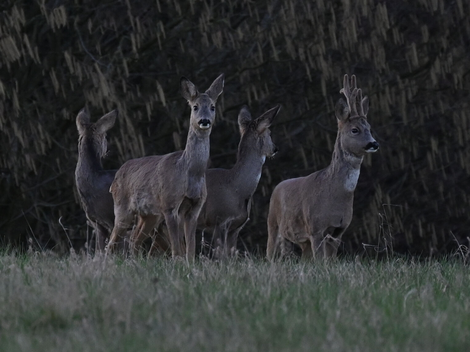 Rehbock in Damenbegleitung an einem Wintermorgen