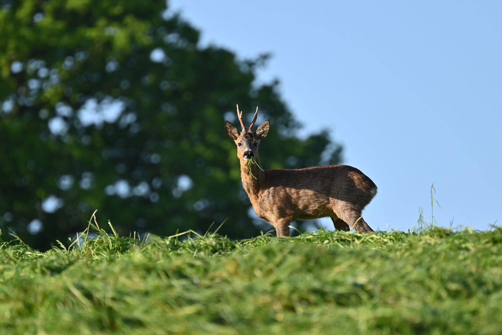 Äsender Rehbock in der Morgensonne