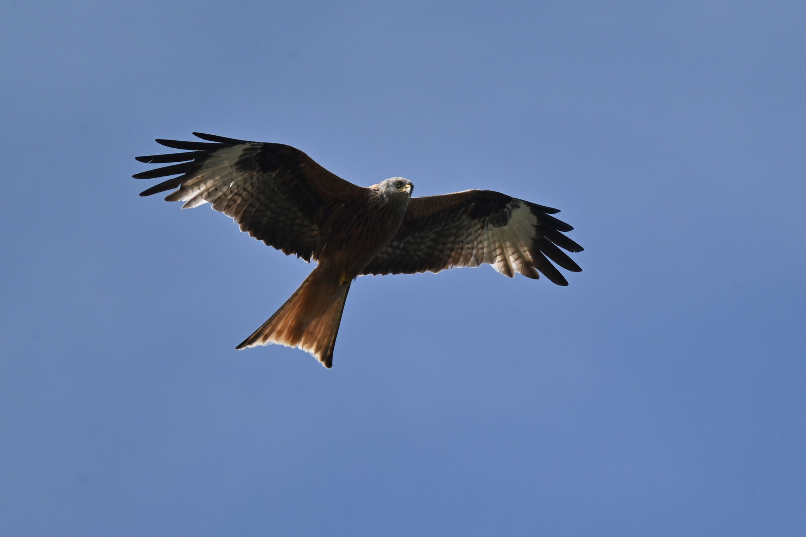 Roter Milan im Gegenlicht