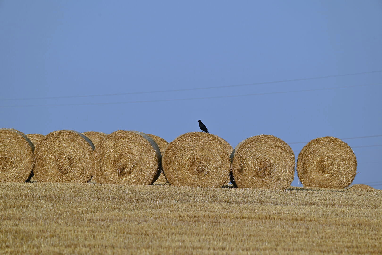 Krähe mit Rundballen