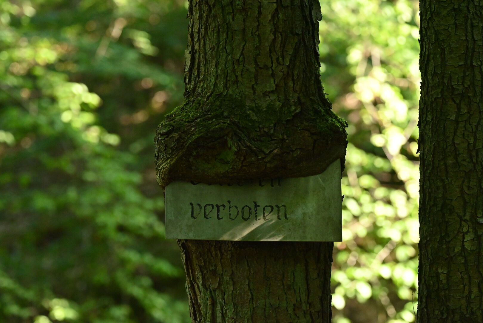 Baum frisst Verbotsschild