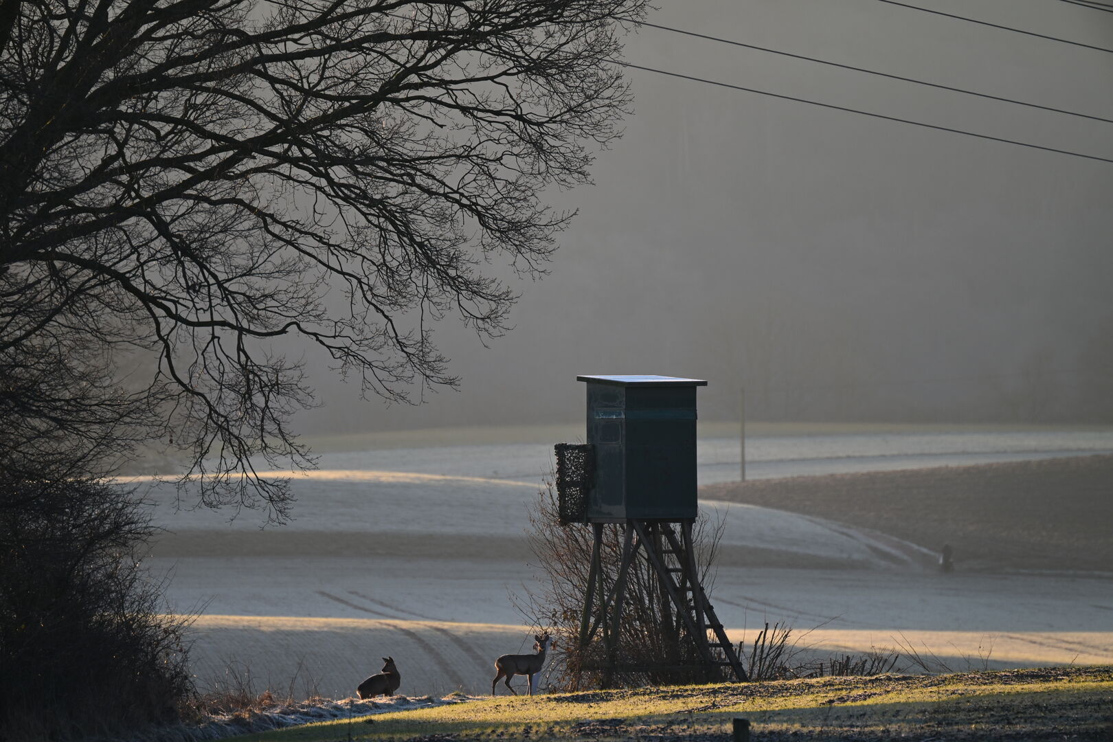 Rehe unter einem Hochsitz